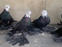 Usbekische Tauben zu verkaufen Bayern - Ingolstadt Vorschau