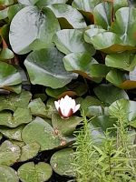 Rosa Teichrose, Ableger Nordrhein-Westfalen - Lippetal Vorschau