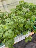 Tomatenpflanzen Brandenburg - Falkenberg/Elster Vorschau