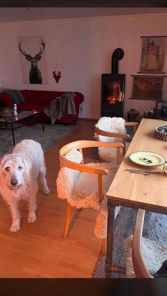 Eingezäuntes Ferienhaus im Hundeparadies Eifel in Ohlenhard