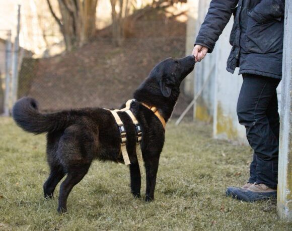 Viva sucht ihr Körbchen zum Ankommen in Rennertshofen