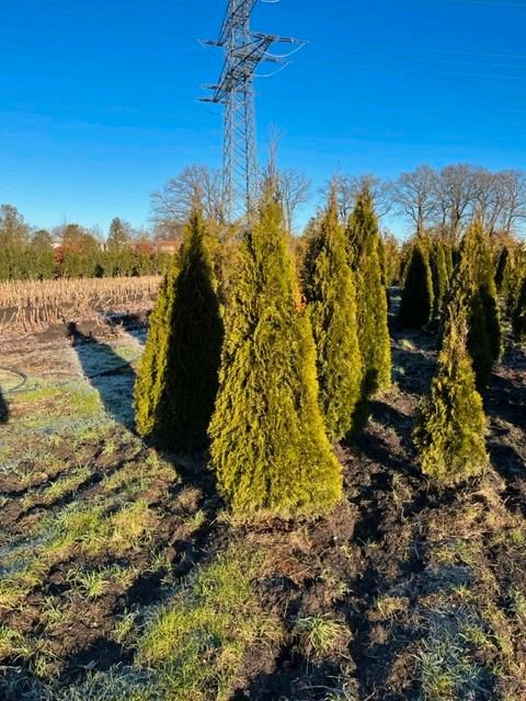 Thuja Lebensbaum Baum Heckenpflanze Hecke Brabant Smaragd in Verl