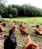 BIO Huhn Legehennen aus Antibiotika-freier ökologischer Aufzucht Hessen - Weilmünster Vorschau