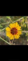 Samen Färber-Mädchenauge, 30 Samen, Garten Insekten Frühling Bayern - Baldham Vorschau