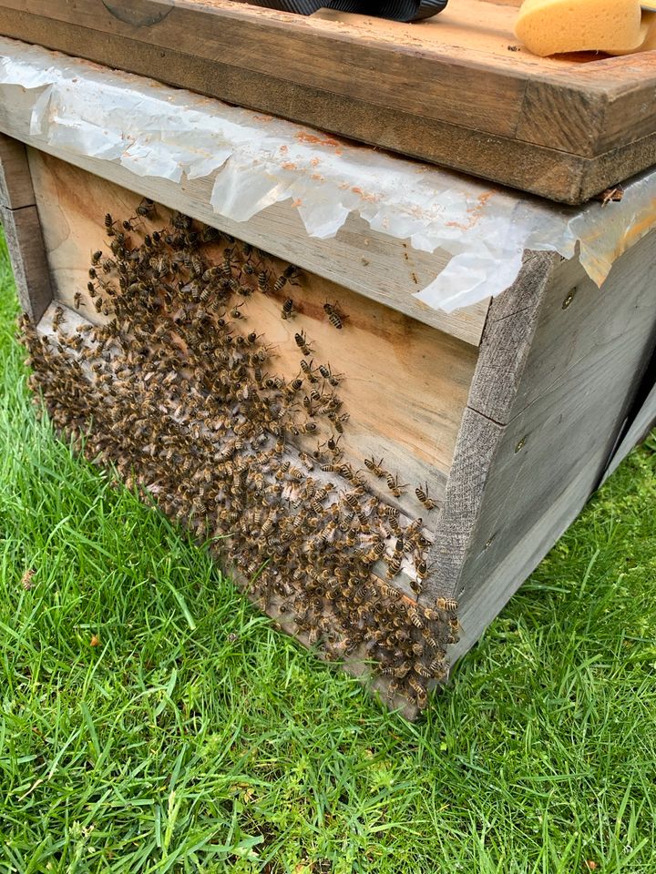 Imker helfen kostenlos bei Bienenschwärmen! in Recklinghausen