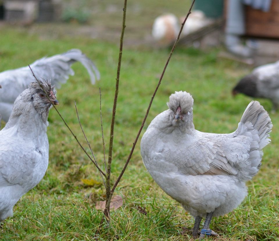 Bruteier Lavender Araucana - Grünleger / Türkisleger in Gerstungen