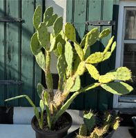 Riesiger Kaktus / Opuntia Sachsen - Wilsdruff Vorschau