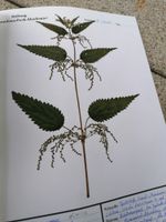 Herbarium mit 52 Pflanzen Baden-Württemberg - Ostfildern Vorschau