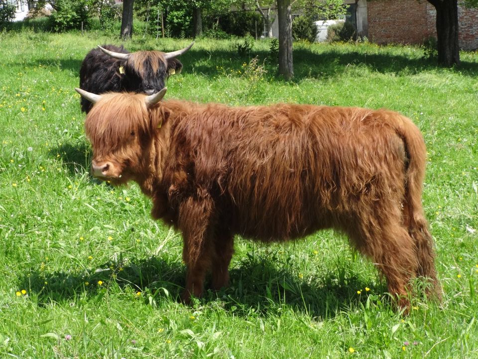 Zwei Highland Cattle schottische Hochlandrinder, weibl. Absetzer in Altomünster