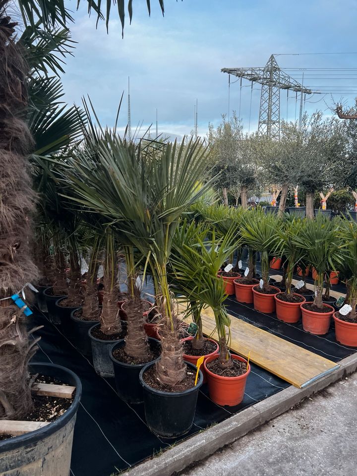 Trachycarpus fortunei winterhart hanfpalme in Altlußheim