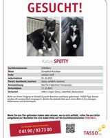 ‼️ 300€ Finderlohn ‼️ Katze vermisst in 49811 Lingen Lingen (Ems) - Clusorth-Bramhar Vorschau