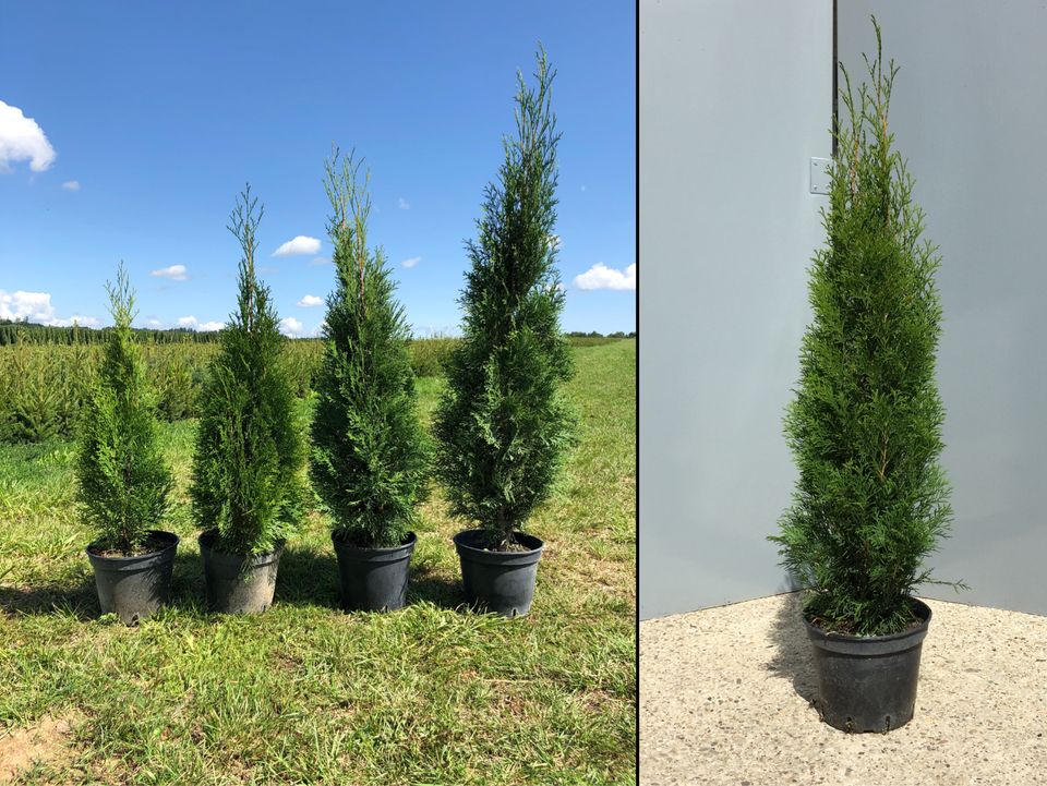 Lebensbaum Thuja occidentalis 'Smaragd' 140-160 cm | Bayernhecke in Ingoldingen