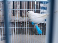 Kanarienvogel Weiß Rezessiv weibchen Kiel - Gaarden Vorschau