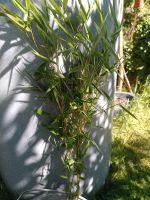 Bambuspflanze Dresden - Gompitz Vorschau