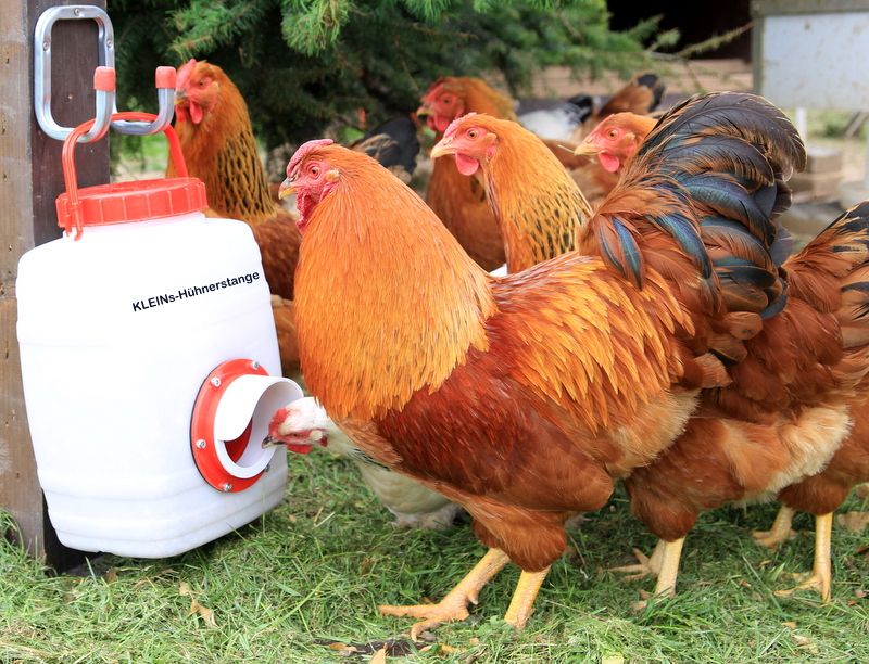 Einsatz Futterspender Futterautomat Trog Hühner Küken Stall in Göcklingen