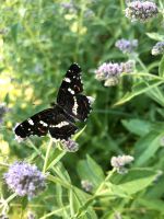 Bachminze Wasserminze Minze Pfefferminze lila blühend Schleswig-Holstein - Bargteheide Vorschau