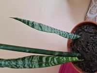 Sansevieria - Bogenhanf - hoch Niedersachsen - Uplengen Vorschau