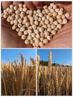 VERKAUFE Getreide aus eigenem Anbau | Gerste | Weizen | Erbsen Saarland - Eppelborn Vorschau