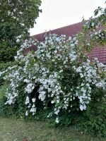 gartenjasmin / Weißer Strauch / Busch / virginalis Nordrhein-Westfalen - Reken Vorschau