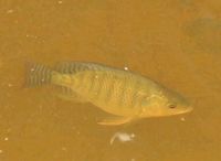 2 Niltilapia oreochromis Niloticus Tilapia Nordrhein-Westfalen - Bottrop Vorschau