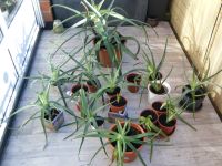 Aloevera Pflanzen ab 4 Euro Nordrhein-Westfalen - Sassenberg Vorschau