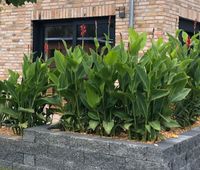 Blumenrohr Canna Zwiebeln Knollen Sichtschutz Brandenburg - Ketzin/Havel Vorschau