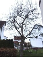 Obstbaumschnitt/Baumpflege/Heckenschnitt /Obstbaum/Baumschnitt Bayern - Krumbach Schwaben Vorschau