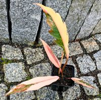 Philodendron Caramel Pink Marble Hessen - Obertshausen Vorschau