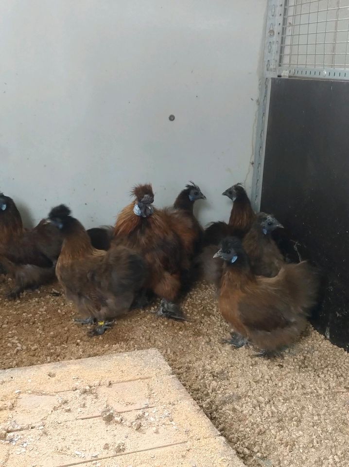 Zwergseidenhühner Hennen -wildfarbig- in Lambsheim