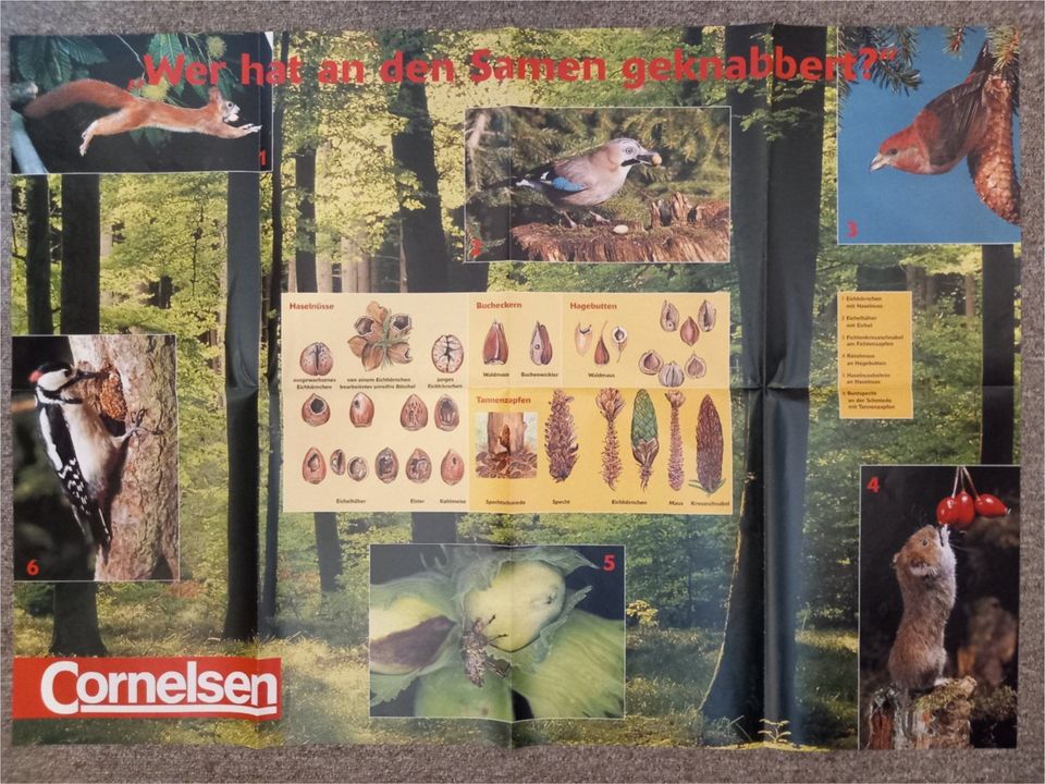 Naturposter für den Biologieunterricht in Dresden