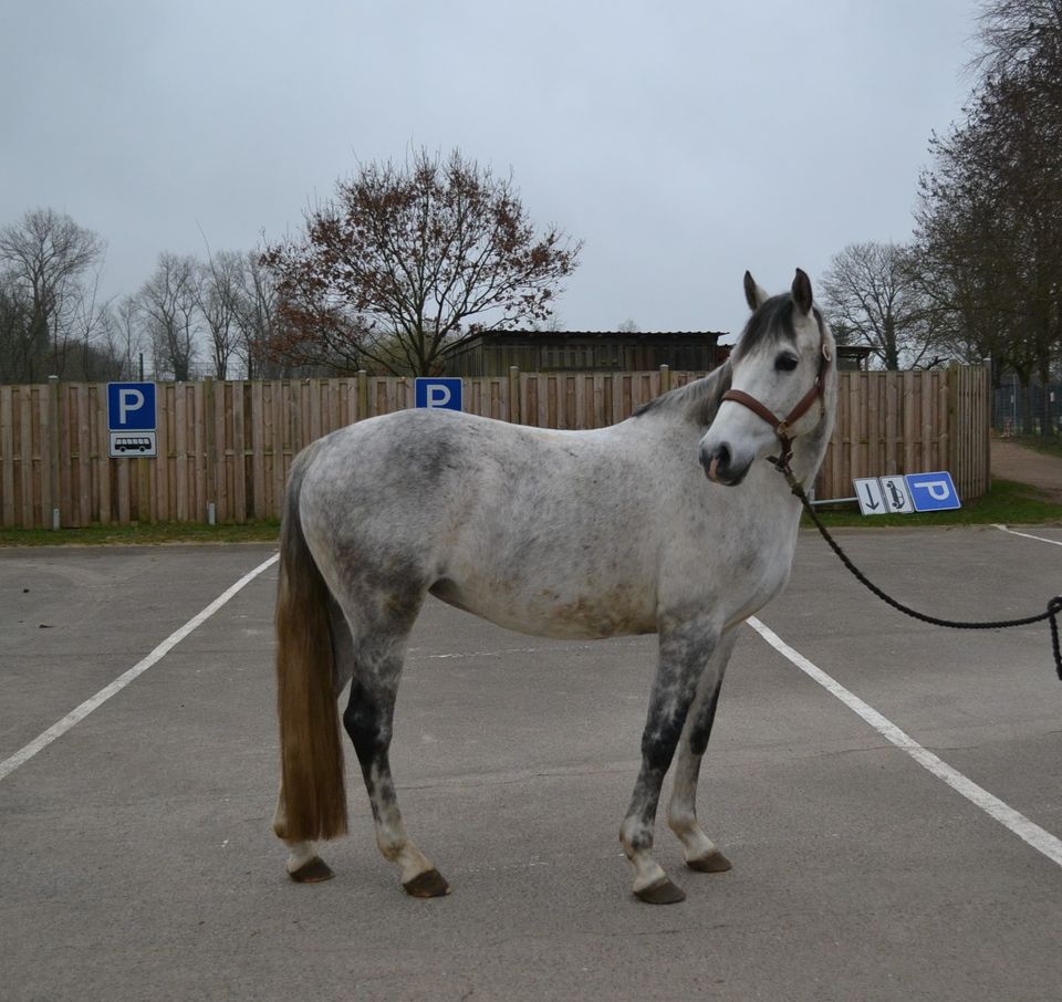 Deutsches Reitpony / Zuchtstute in Gettorf