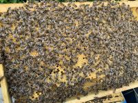 Bienenvölker Buckfast auf US Dadant Baden-Württemberg - Eggenstein-Leopoldshafen Vorschau