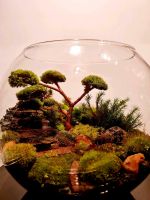 Glas- Flaschengarten Pflanzen Terrarium  Moos- Minigarten Neu Hannover - Kirchrode-Bemerode-Wülferode Vorschau