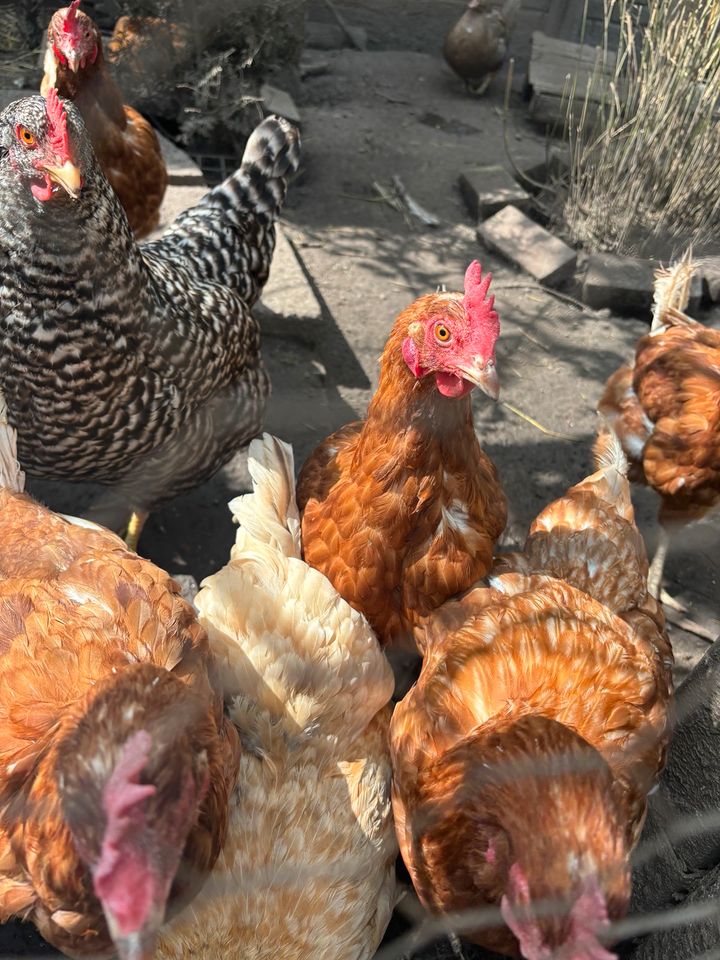 Hühner und Enten in Berumbur