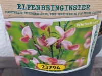 Winterharter Elfenbeinginster in rosa Rheinland-Pfalz - Mainz Vorschau