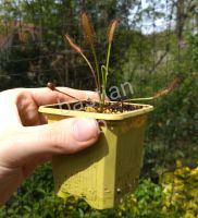 Drosera Capensis 'Giant Form' - Fleischfressende Pflanze Niedersachsen - Winsen (Aller) Vorschau