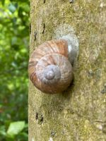 Unterstützung im Garten gesucht Dithmarschen - Heide Vorschau