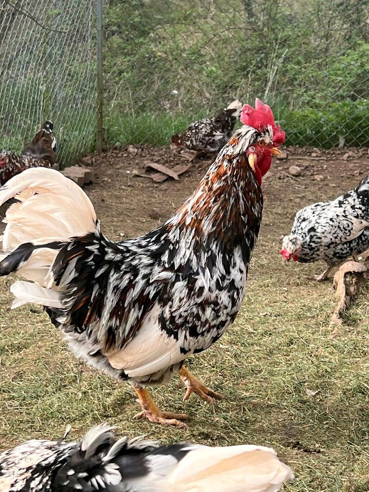 ❣️ Traum von  20 Schwedische Blumenhühner Bruteier  Haube Schopf in Aalen