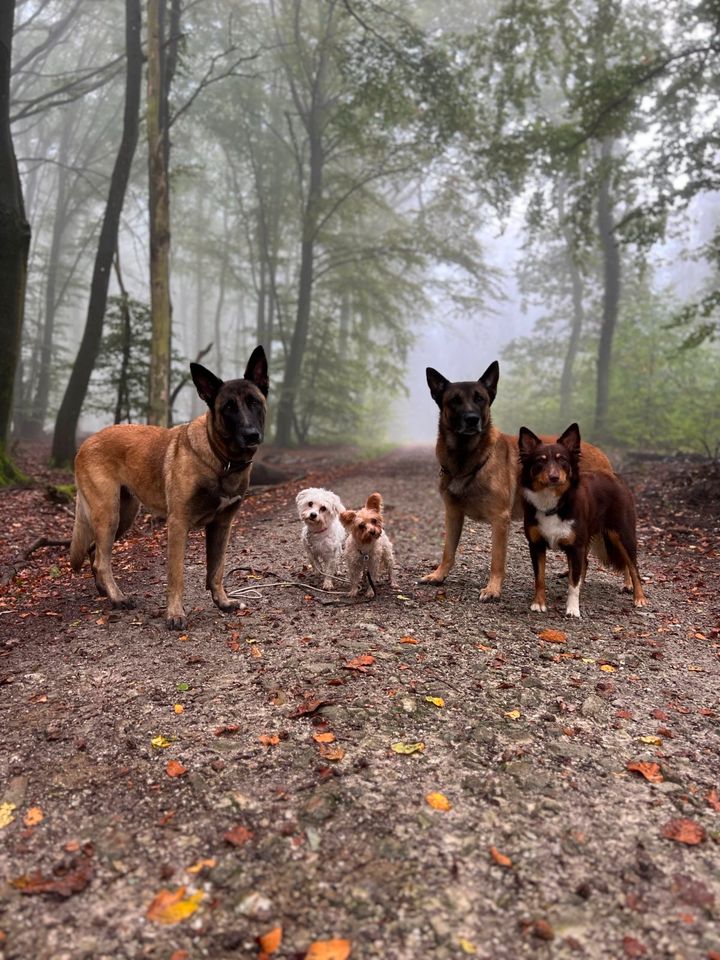 Professioneller Gassi-Service/ Dogwalking in Wallau (65719) in Hofheim am Taunus