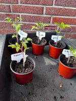 Tomatenpflanzen Tomaten Nordrhein-Westfalen - Waldfeucht Vorschau