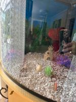 Aquarium mit Zubehör Nordrhein-Westfalen - Baesweiler Vorschau