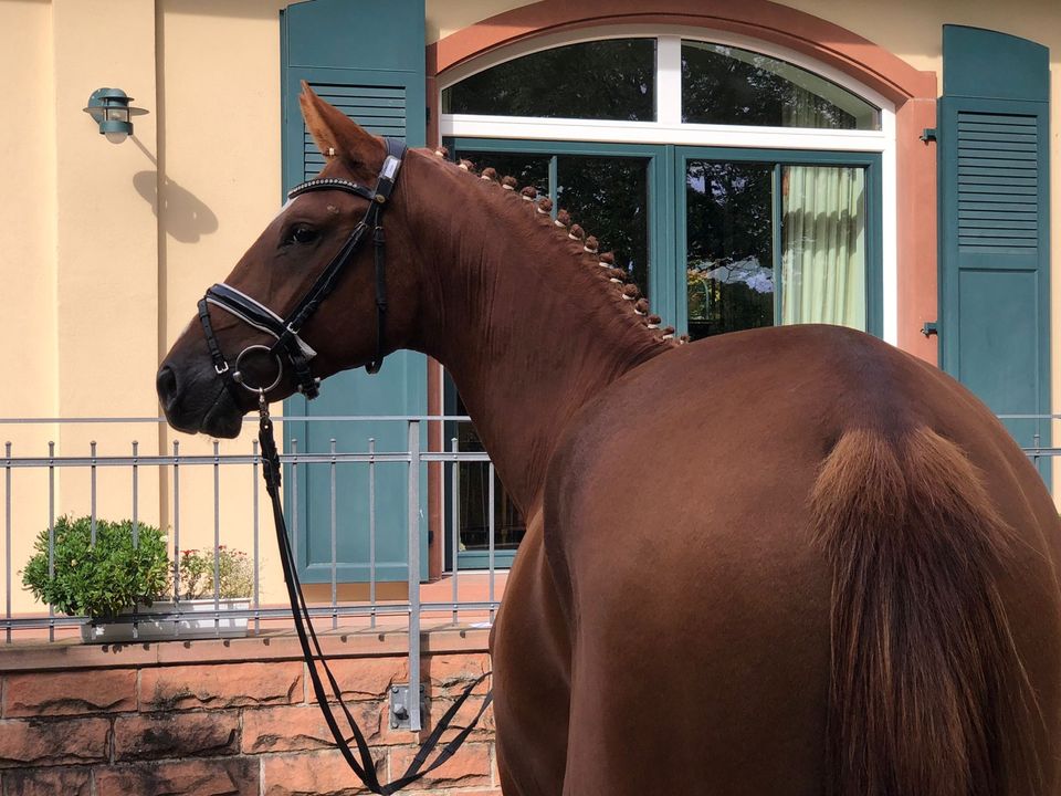 Dreijähriger Trakehner Wallach von Ganderas x Tarison in Ebsdorfergrund