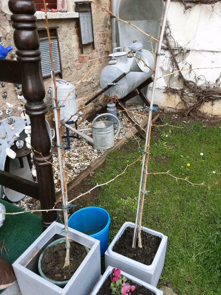 Gingkobäume*schon zu haben * in Lützen