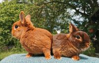 Schönes Zwergkaninchen Pärchen abzugeben. Kaninchen, Farbenzwerg Niedersachsen - Oldenburg Vorschau