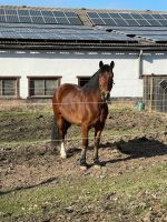 Beistellpferd Hessen - Homberg (Efze) Vorschau