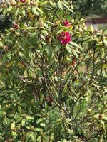 Rhododendron Sachsen-Anhalt - Colbitz Vorschau