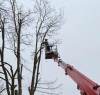 ❗Baumfällung,Hecke/Problem/Baum fällen / entfernen, Heckenschnitt Bayern - Bruckberg bei Landshut Vorschau