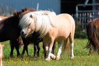 Mini-Shetty,gekörter Deckhengst,Palominoschecke Schleswig-Holstein - Nordstrand Vorschau