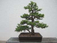 Bonsai, Europäische Lärche. Bayern - Pommersfelden Vorschau