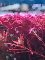 Aquarienpflanze Rotala rotundifolia Singapore / blood red Baden-Württemberg - Schwäbisch Hall Vorschau